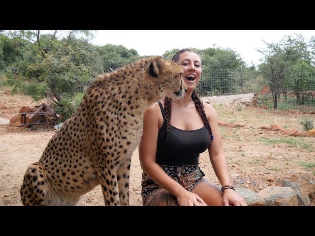 What's It Like to Live With Cheetahs?