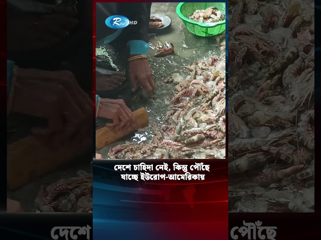 ডোরাকাটা দাগের এসব টাইগার যায় ইউরোপ-আমেরিকার রেস্টুরেন্টে! #rtvmedia