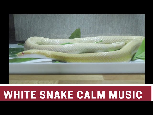 White Snake Calm Music HD 720p