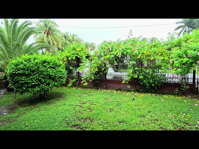 Rainy Day Yard with Flowering Fence