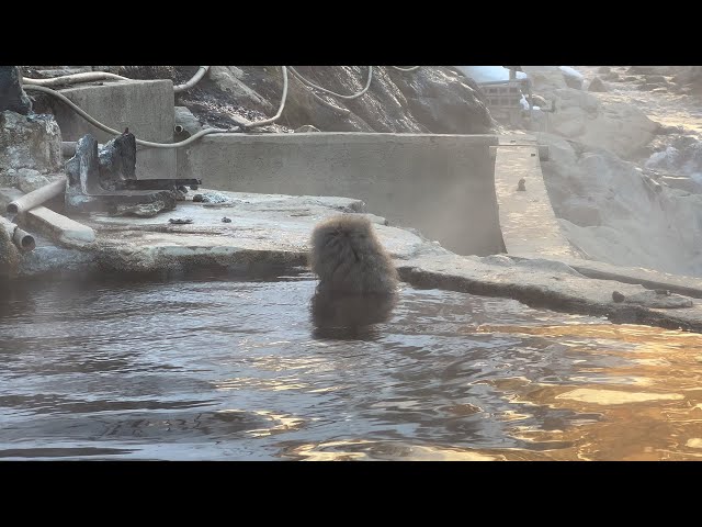 一人で黙々と温泉に浸かるニホンザル｜A snow monkey soaking into the hot spring alone