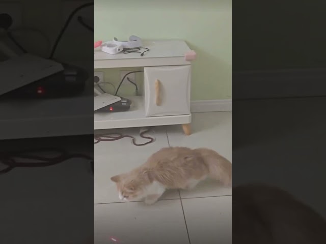 Cat | No kitten can escape the laser pointer!😂 #cat #kitten #cats #cute #pets