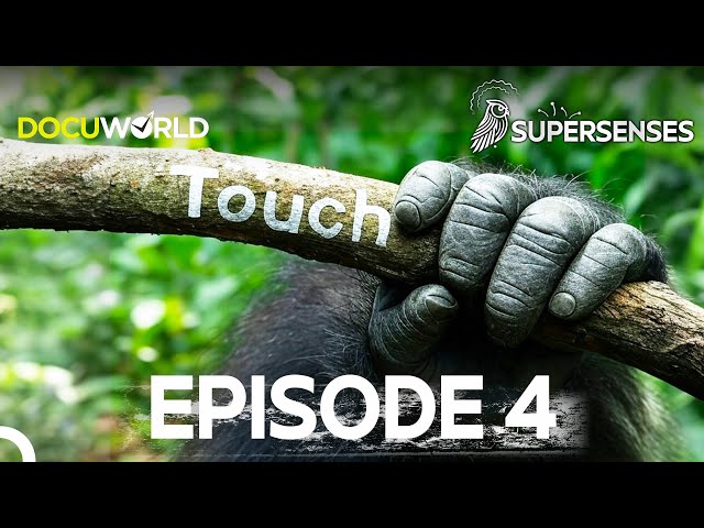 Do Animals Feel the World Like Humans Do? | Super Senses Episode 4: Touch