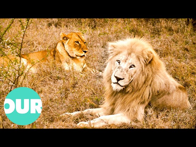 Two Lions In South Africa Fall In Love | Extraordinary Animals | Our World