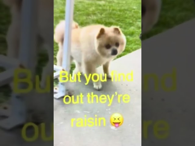 Pomeranian lost his bounce. #dog #subscribe #share #like #cute #Pomeranian #cute #pets #like #love