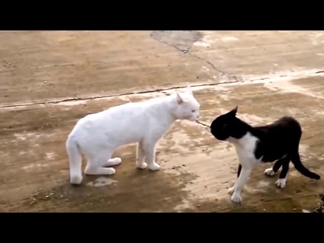 funny cat videos try not to laugh, The funniest and most humorous cat videos ever!