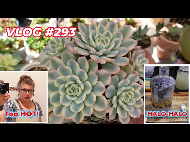 WHEN IT'S TOO HOT to Work in the Garden, MAKE HALO HALO VLOG #293