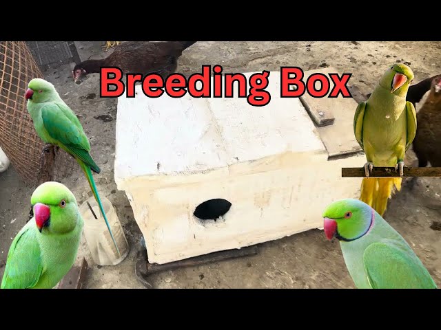 How To install Breeding Box | Renovation of old breeding box