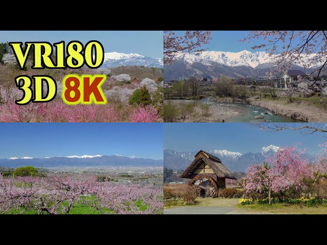 [ 8K 3D VR180 にはめ込んだ 昔の3D映像] 雪山を望む春の絶景 Spectacular spring view of the beautiful snow-capped mountain