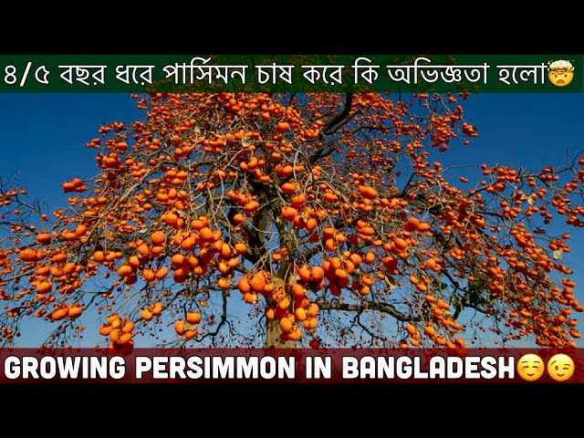 এত টাকার পার্সিমন গাছ কিনে কতগুলো ফল পেলাম😲Persimmon Fruits