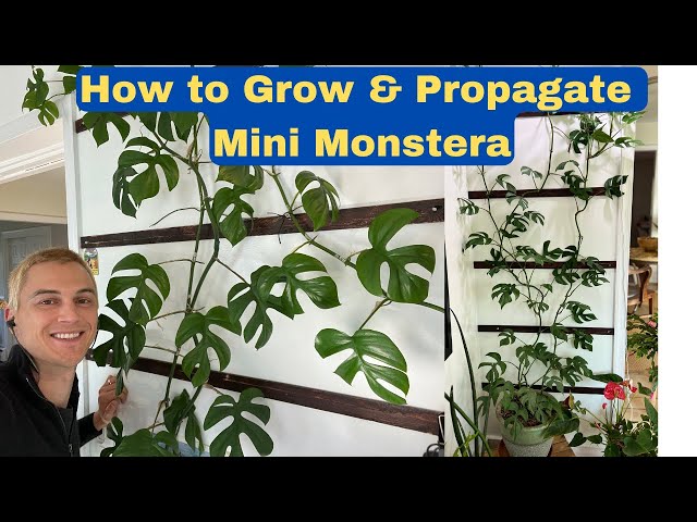 MINI MONSTERA! How to Grow & Propagate Rhaphidophora tetrasperma (2023)