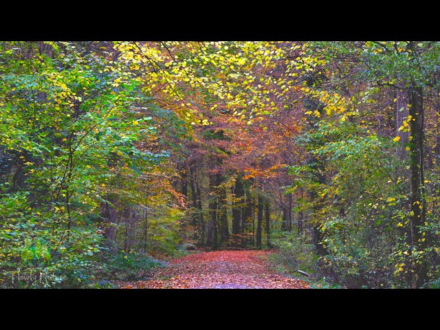 🌳 4K - Relaxing Nature Sounds For Stress Relief, Forest Sounds, Bird Song