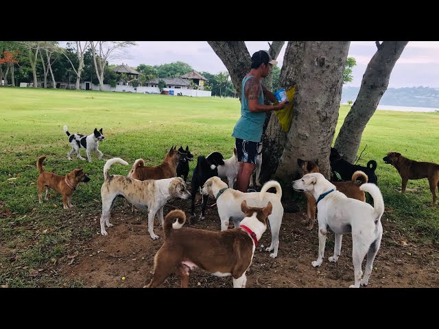 Every Day, Every Dog Matters: Donate to Feed Homeless Dogs ❤️ The Last Part.