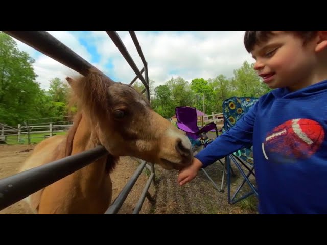 The Animals and Services of The Big Purple Barn Sanctuary 3D 180 VR