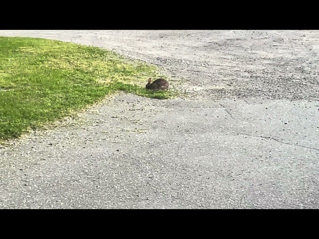 Rabbit Near the Street 🐇 @PeacefulSentient