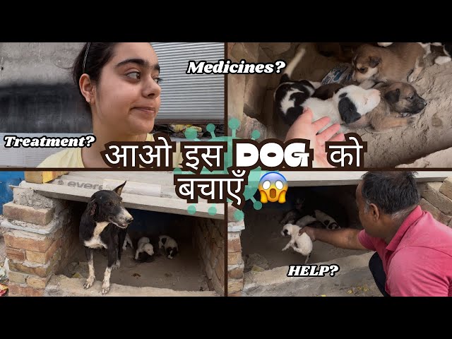 INFECTION?😰 Sahi Hua ya Nahi?🙊| Shadow The Husky