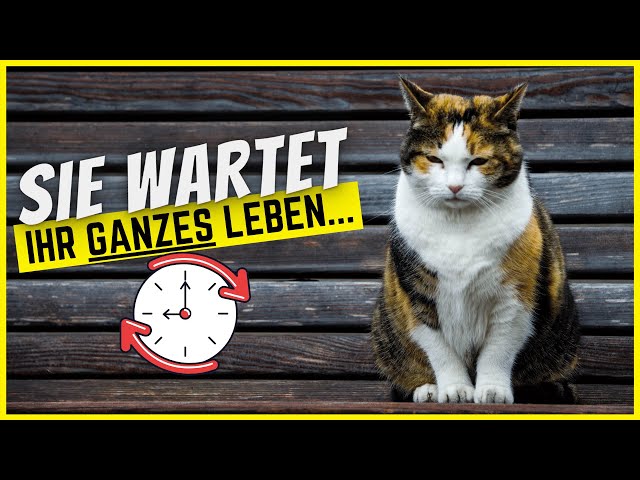 Deine Katze wartet ihr Leben lang darauf, dass du DAS tust!