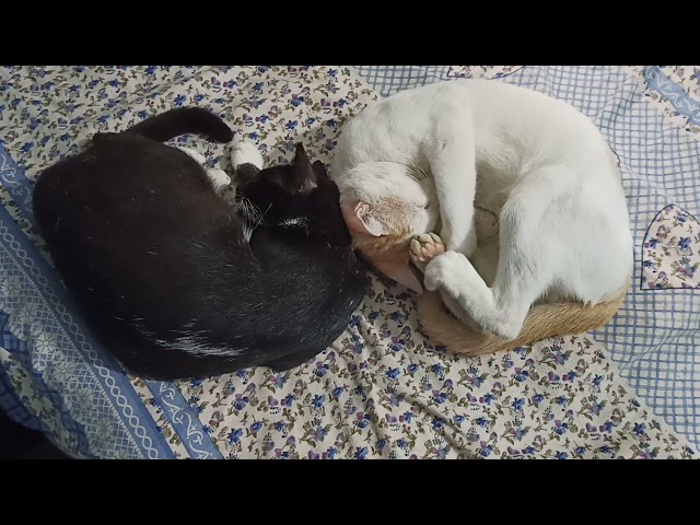 so sweet sleeping and loving sleeping Cat jacky love jame /cat Funny video!