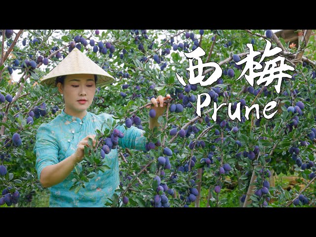 Prunes—The Most Romantic and Refreshing Purple Fruit of Autumn【滇西小哥】