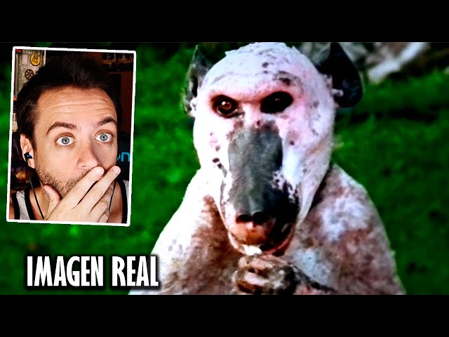 TOP 10 ANIMALES MÁS TERRORÍFICOS Y REPUGNANTES DEL MUNDO | Reacción