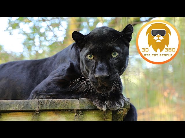 Beautiful Black Leopard in 3D 180VR!