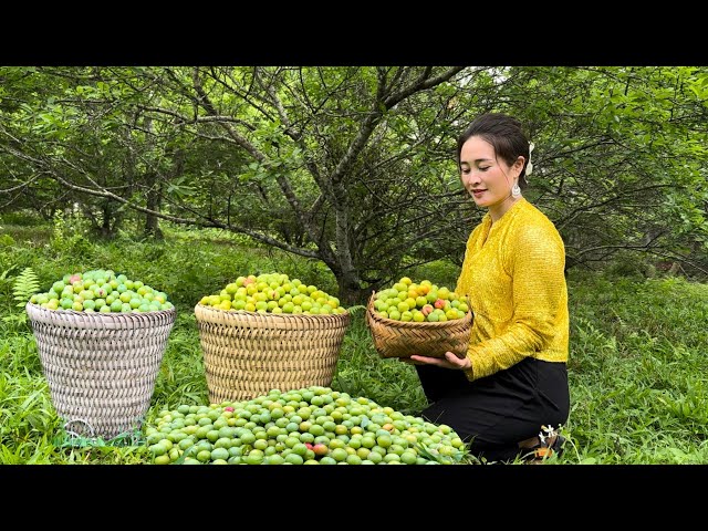 Harvesting plums from the garden and bring them to the market to sell, Vàng Hoa