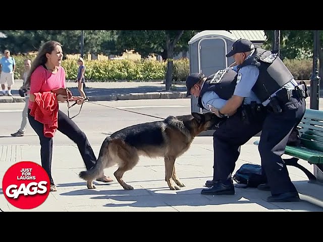 Dog Protects Owner From Cops | Just For Laughs Gags