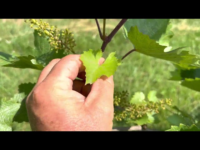 Identifying and Pulling Lateral Shoots