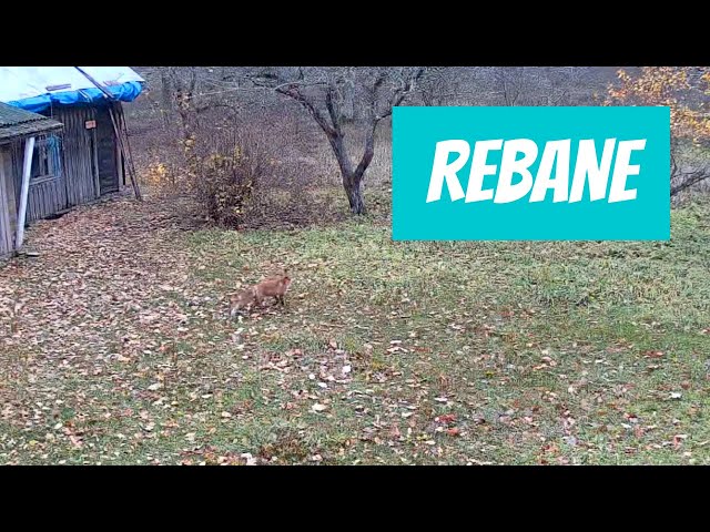 Rebane (Vulpes vulpes; Red fox) - Eesti elurikkus