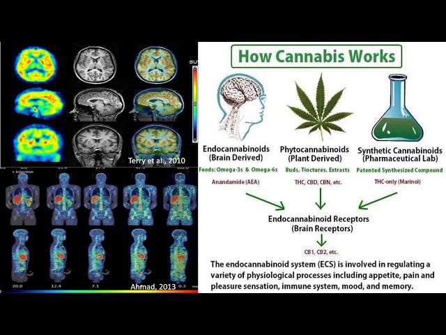 SoCo Series: PRE-Certification - SCIENCE OF CANNABIS