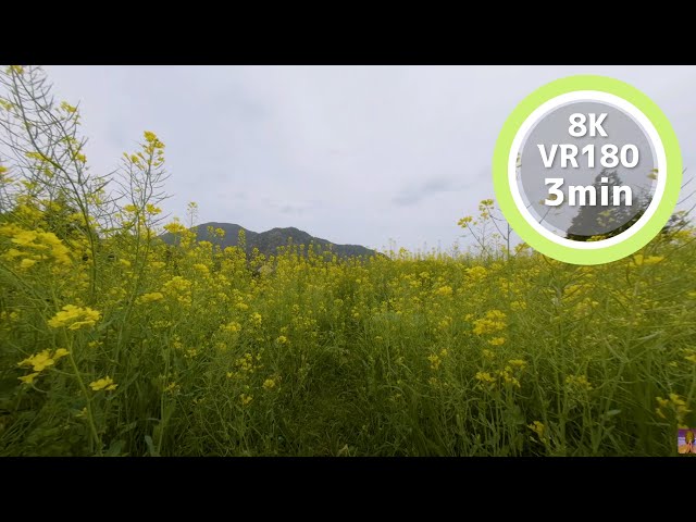 3 Min Meditation Rapeseed flowers in the rain VR180 8K Binaural ASMR