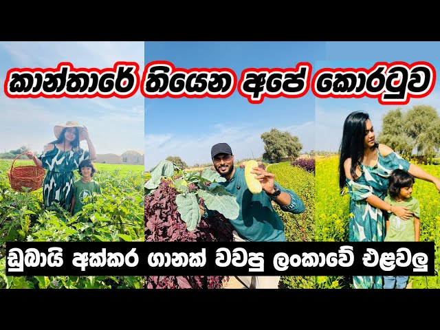 කාන්තාරයක් නුවරඑළියක් කරපු අපේ ගෙවත්ත🥕🥬🥦| Bio Farm tour |Organic farming in Ras Al-khaimah |U.A.E