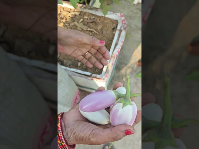 Terrace Garden Harvest Day #gardening #vegetablegardening #greenlife #plants #gardening