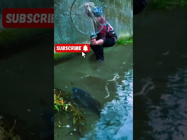 Unbelievable! Catching a Huge Fish Using a Handmade Net#FishingLife #NetFishing #Survival #Fisherman