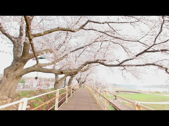 경주 벗꽃 Cherry Blossoms  in Gyeongju-Si, South Korea by R5c