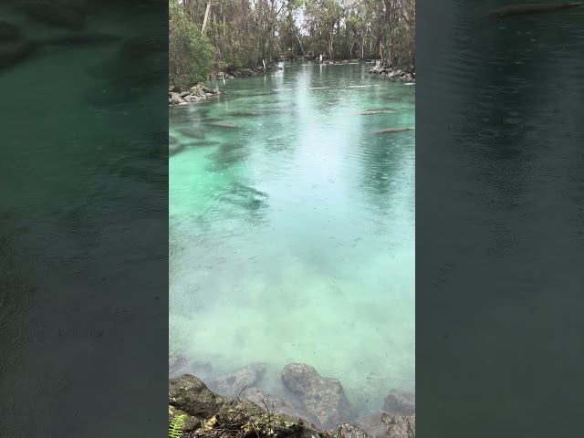 #Manatees Doing #Manatee Things at Three Sisters Springs in Crystal River, Florida