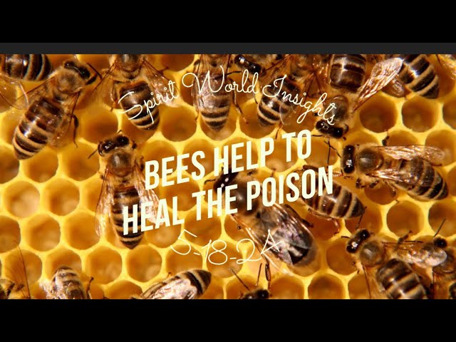 SWI-Bees Help to Heal the Poison #bees, #honey #poison #healing