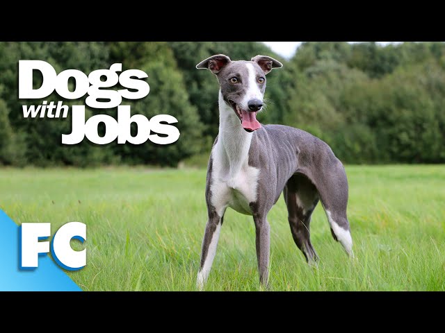 Dogs With Jobs | S5E09: Ana, Bill & Banjo | Full Animal Documentary TV Show | FC