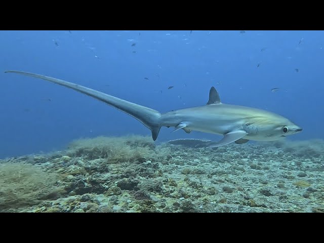 Philippines October/November 2023 (incl. Diving in Malapascua with Tresher Sharks)