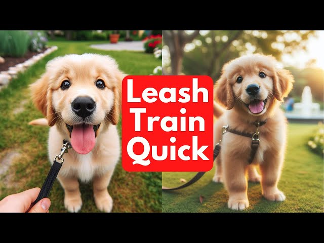 How To Leash Train Your Dog FAST