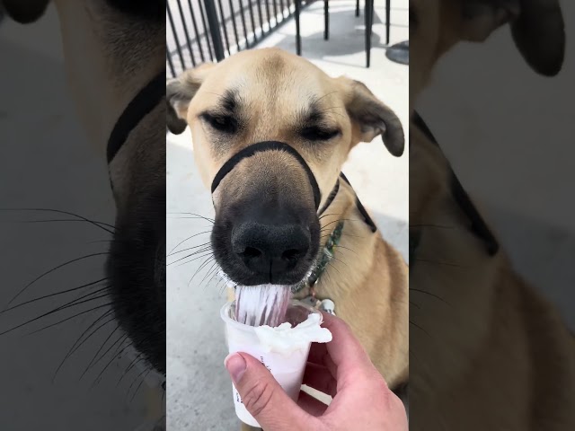 My Cute Dog Dino is OBSESSED with Starbucks Pup Cups!