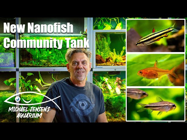 South American community tank - 3 cool nano fish