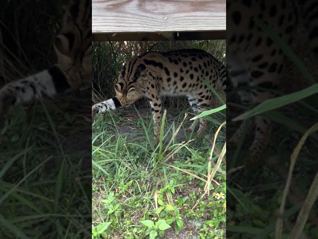 Beautiful Illithia Serval