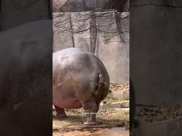 Why Do Hippos Spray Their Poop😱😱ll #shortsfeed #facts #hippo #animals #shorts #shortsviral #ytshorts