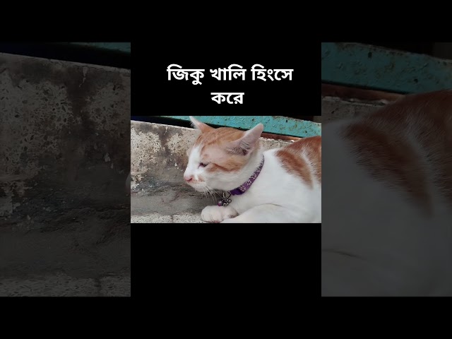 হিংসুটে জিকু। #foryou #shorts #youtubeshorts #fyp #viralshort #funny #cat