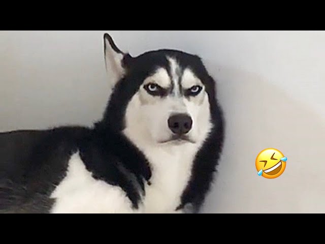 😹Funny Cat Videos Compilation - Funny Cat Videos Try Not To Laugh!🤣🤣🤣