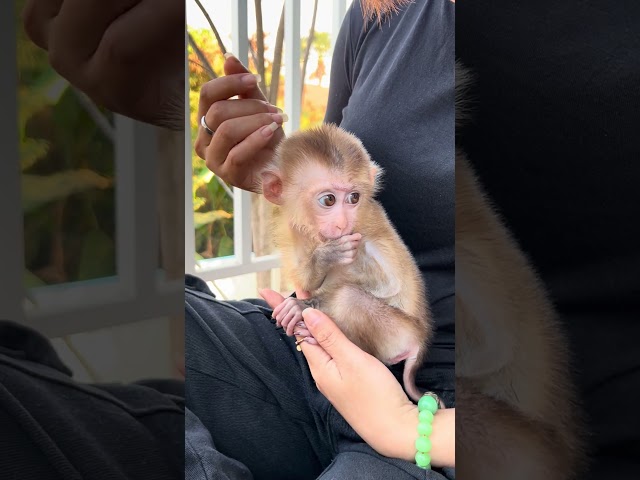 super cute baby monkey melia #animal #baby #happy #cute #baby #shorts