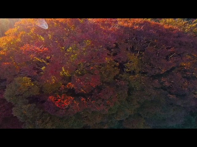 Mavic Mini 紅葉　2020