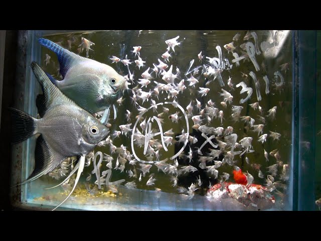 Secrets Shared by a Life-Long Fish Breeder | Tour