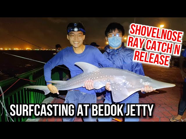 We Caught a Critically Endangered Fish.. | Surfcasting at Bedok Jetty | Shovelnose Ray